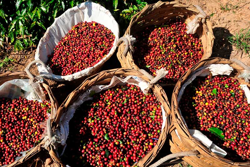 Entenda sobre exportação de café no Brasil