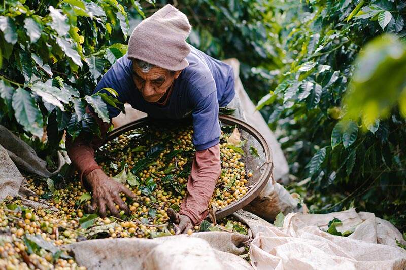 Revista Espresso - Muita gente pergunta qual é a diferença entre o café  Arábica e Canéfora (Robusta ou Conilon), você sabe algumas? A primeira  espécie, originada da Etiópia, é delicada, necessita de