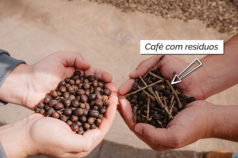 Comparando grãos de café especial com grãos de café tradicional