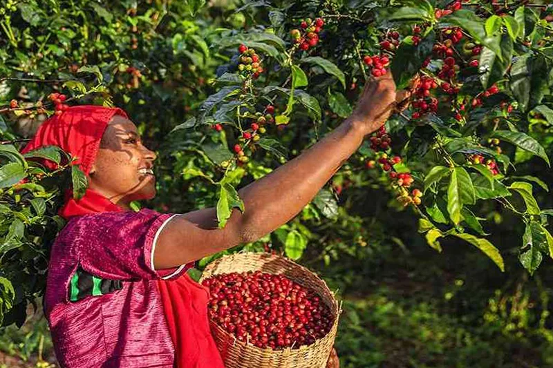 Plantação de café na Colômbia