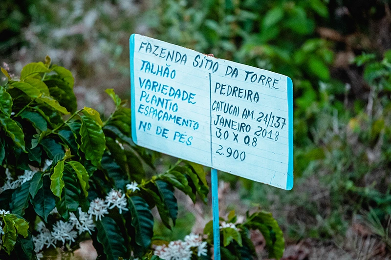 Placa indicando plantação de variedade de café