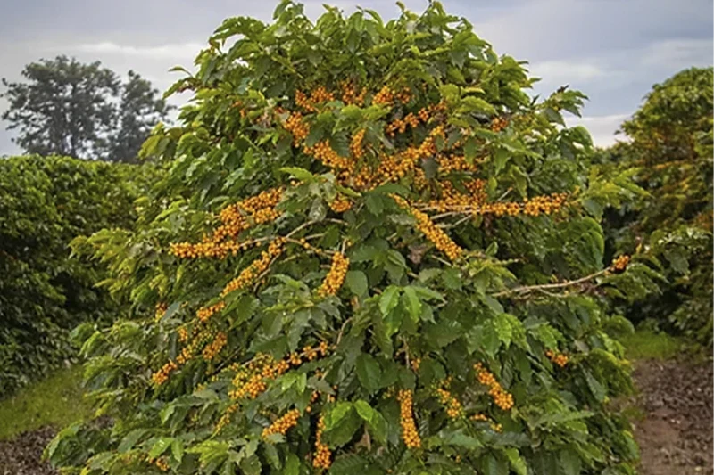 Arbusto de café com frutos amarelos