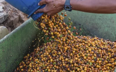 Como funciona um lavador de café e por que são importantes?