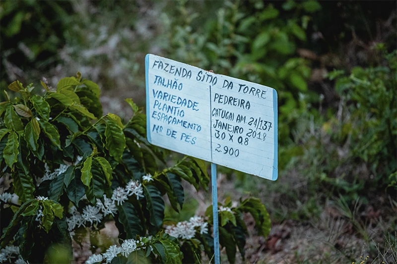 Placa identificando talhão da plantação de café