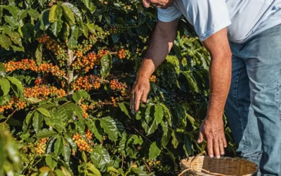 Como são definidos os lotes de café?