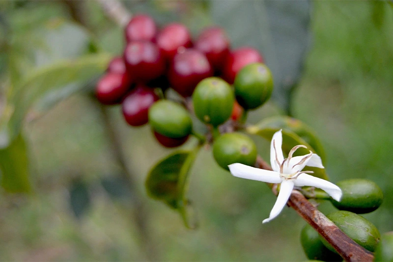 Desenvolvimento do fruto de café no arbusto