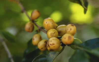 Conheça a variedade de café Bourbon Amarelo