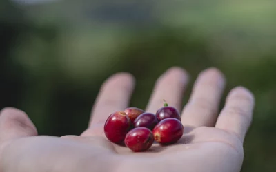 Conheça a variedade de café Geisha