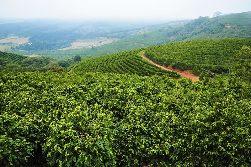 Fazenda Santa Inês Produz o Melhor Café do Mundo em 2005