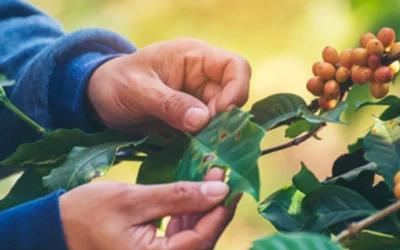 Importância do agrônomo na cafeicultura | Entrevista com Patrícia Ribeiro