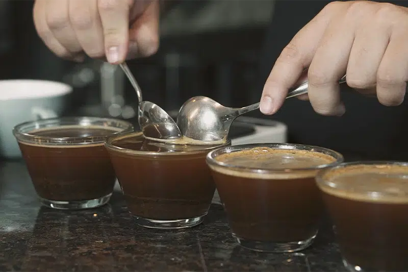 Preparando amostras de café para análise sensorial