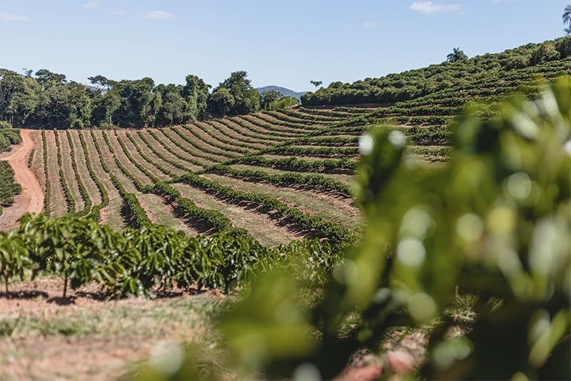 Imagem ampla de uma fazenda de cafés especiais da Mantiqueira de Minas