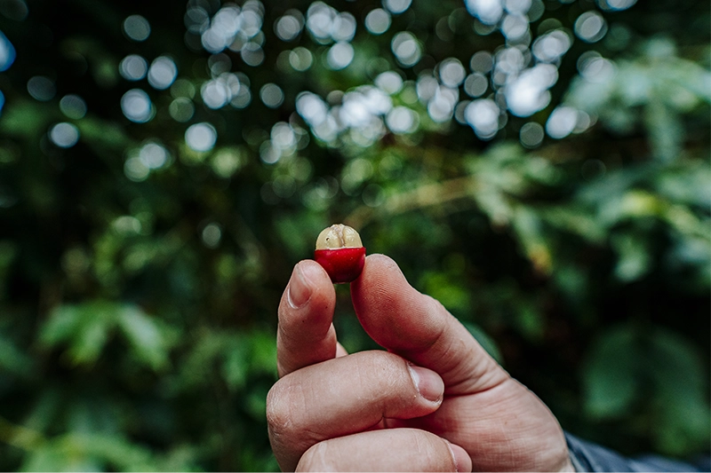 Fruto Maduro do Café