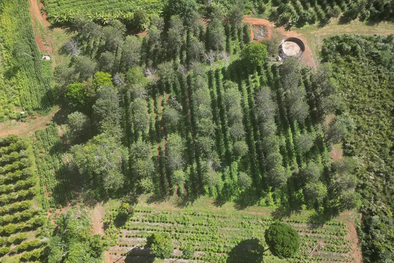 Imagem de drone da plantação sustentável de cafés da Bahia
