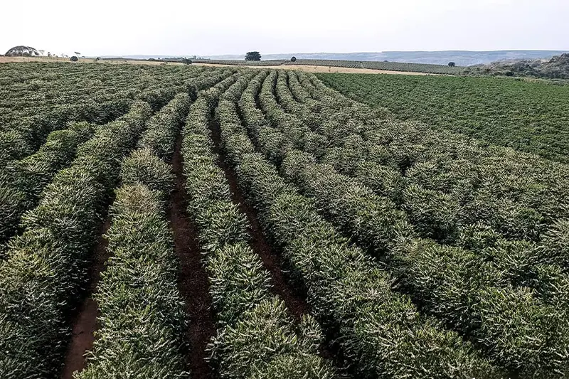 Plantação de Café