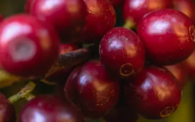 Bourbon Vermelho: Origem e Importância no Mercado de Café Especial