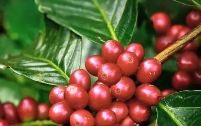 Café Castillo: Resistência ou Qualidade?